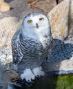 The snowy owl, Bubo scandiacus Royalty Free Stock Photo