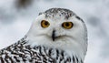 snowy owl - Bubo scandiacus - aka polar, Arctic owl is a large, white owl of the true owl family and are native to the Arctic Royalty Free Stock Photo