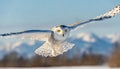 snowy owl - Bubo scandiacus - aka polar, Arctic owl is a large, white owl of the true owl family. Snowy owls are native to the Royalty Free Stock Photo