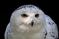 Snowy Owl (Bubo scandiacus) Arctic Owl Royalty Free Stock Photo