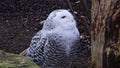 Snowy owl, Bubo scandiacus, bird of the Strigidae family.