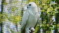 Snowy owl, Bubo scandiacus, bird of the Strigidae family. With a yellow eye captured in Krakow zoo, Poland, Europe