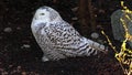 Snowy owl, Bubo scandiacus, bird of the Strigidae family.