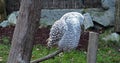 Snowy owl, Bubo scandiacus, bird of the Strigidae family.