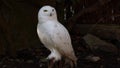 Snowy owl, Bubo scandiacus, bird of the Strigidae family.