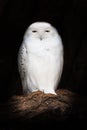Snowy owl Bubo scandiacus with black background Royalty Free Stock Photo