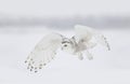 A Snowy owl Bubo scandiacus closeup isolated on white background landing in a snow covered field in Ottawa, Canada Royalty Free Stock Photo