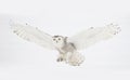 A Snowy owl Bubo scandiacus closeup isolated on white background landing in a snow covered field in Ottawa, Canada Royalty Free Stock Photo