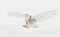 A Snowy owl Bubo scandiacus closeup isolated on white background landing in a snow covered field in Ottawa, Canada Royalty Free Stock Photo