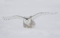 A Snowy owl Bubo scandiacus closeup isolated on white background landing in a snow covered field in Ottawa, Canada Royalty Free Stock Photo