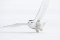 A Snowy owl Bubo scandiacus closeup isolated on white background about to pounce on its prey on a snow covered field in Quebec, Royalty Free Stock Photo