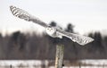 A Snowy owl Bubo scandiacus closeup isolated on white background about to pounce on its prey on a snow covered field in Quebec, Royalty Free Stock Photo