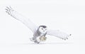 A Snowy owl Bubo scandiacus closeup isolated on white background about to pounce on its prey on a snow covered field in Quebec, Royalty Free Stock Photo