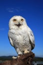 Snowy Owl Bubo scandiacus closeup Royalty Free Stock Photo