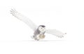 A Snowy owl isolated against a white background coming in for the kill on a snow covered field in Canada Royalty Free Stock Photo