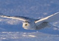 A Snowy owl isolated against a blue background coming in for the kill on a snow covered field in Canada Royalty Free Stock Photo