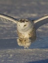 A Snowy owl Bubo scandiacus coming in for the kill at sunset over a snow covered field in Canada Royalty Free Stock Photo