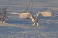 A Snowy owl Bubo scandiacus coming in for the kill at sunset over a snow covered field in Canada Royalty Free Stock Photo