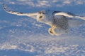 A Snowy owl Bubo scandiacus coming in for the kill at sunset over a snow covered field in Canada