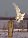 A Snowy owl coming in to land on a post on a snow covered field in Canada