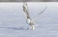 A Snowy owl Bubo scandiacus female flying low and hunting over a snow covered field in Ottawa, Canada Royalty Free Stock Photo