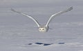 A Snowy owl Bubo scandiacus female flying low and hunting over a snow covered field in Ottawa, Canada Royalty Free Stock Photo