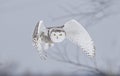 A Snowy owl Bubo scandiacus female flying low and hunting over a snow covered field in Ottawa, Canada Royalty Free Stock Photo