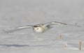 A Snowy owl Bubo scandiacus female flying low and hunting over a snow covered field in Ottawa, Canada Royalty Free Stock Photo