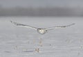 A Snowy owl Bubo scandiacus female flying low and hunting over a snow covered field in Ottawa, Canada Royalty Free Stock Photo