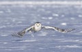 A Snowy owl Bubo scandiacus female flying low and hunting over a snow covered field in Ottawa, Canada Royalty Free Stock Photo