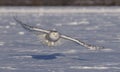 A Snowy owl Bubo scandiacus female flying low and hunting over a snow covered field in Ottawa, Canada Royalty Free Stock Photo