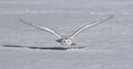 A Snowy owl Bubo scandiacus female flying low and hunting over a snow covered field in Ottawa, Canada Royalty Free Stock Photo