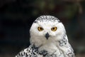Snowy owl Bubo scandiacus female portrait with brown background Royalty Free Stock Photo