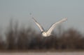 A Snowy owl Bubo scandiacus flies low hunting over an open sunny snowy cornfield in Ottawa, Canada Royalty Free Stock Photo