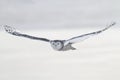 Snowy Owl (Bubo scandiacus)