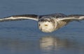 A Snowy owl Bubo scandiacus flying low and hunting over an ice covered field in Canada Royalty Free Stock Photo