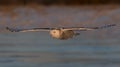 A Snowy owl Bubo scandiacus flying low and hunting over an ice covered field in Canada Royalty Free Stock Photo