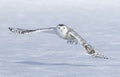 A Snowy Owl Bubo Scandiacus Flying Low And Hunting Over A Snow Covered Field In Ottawa, Canada