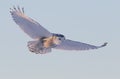 A Snowy owl Bubo scandiacus flying low and hunting over a snow covered field in Ottawa, Canada Royalty Free Stock Photo