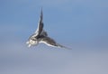 A Snowy owl isolated against a blue background hunting over an open snowy field in Canada Royalty Free Stock Photo