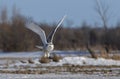 A Snowy owl hunting over a snow covered field in Canada Royalty Free Stock Photo