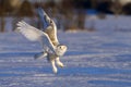 Snowy owl (Bubo scandiacus) takes flight to hunt over a snow covered field in Canada
