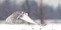 A Snowy owl hunting over a snow covered field in Canada