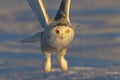 A Snowy owl hunting over a snow covered field in Canada