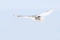 A Snowy owl isolated against a blue background hunting over an open snowy field in Canada