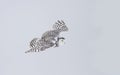 A Snowy owl isolated against a blue background hunting over an open snowy field in Canada