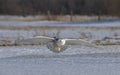 A Snowy owl hunting over a snow covered field in Canada Royalty Free Stock Photo