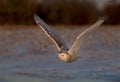 A Snowy owl Bubo scandiacus hunting over a snow covered field in Canada Royalty Free Stock Photo