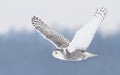 Snowy owl Bubo scandiacus hunting over a snow covered field in winter in Canada