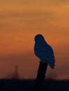 A Snowy owl Bubo scandiacus hunting at sunset in Ottawa, Canada Royalty Free Stock Photo